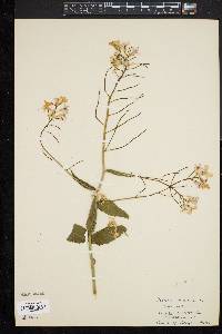 Hesperis matronalis image