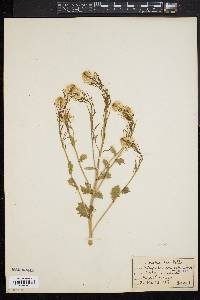 Sisymbrium officinale image