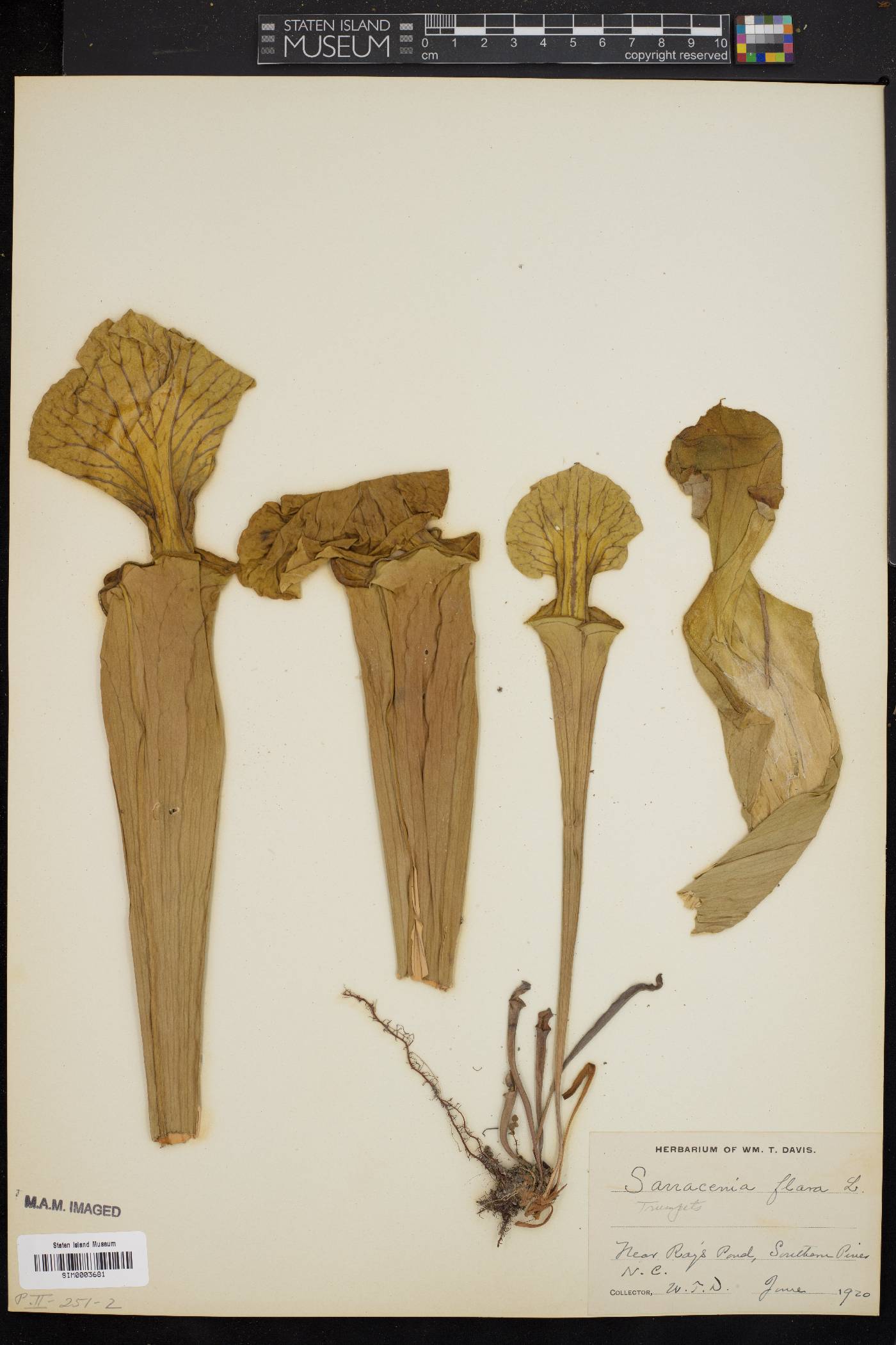 Sarracenia flava image