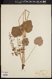 Heuchera americana image