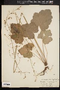 Heuchera americana image