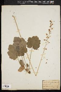 Heuchera americana image