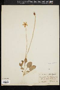 Parnassia glauca image