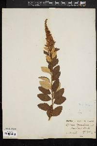 Spiraea tomentosa image