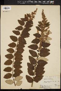 Spiraea tomentosa image