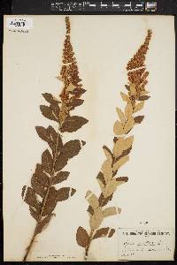 Spiraea tomentosa image