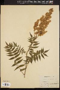 Sorbaria sorbifolia image