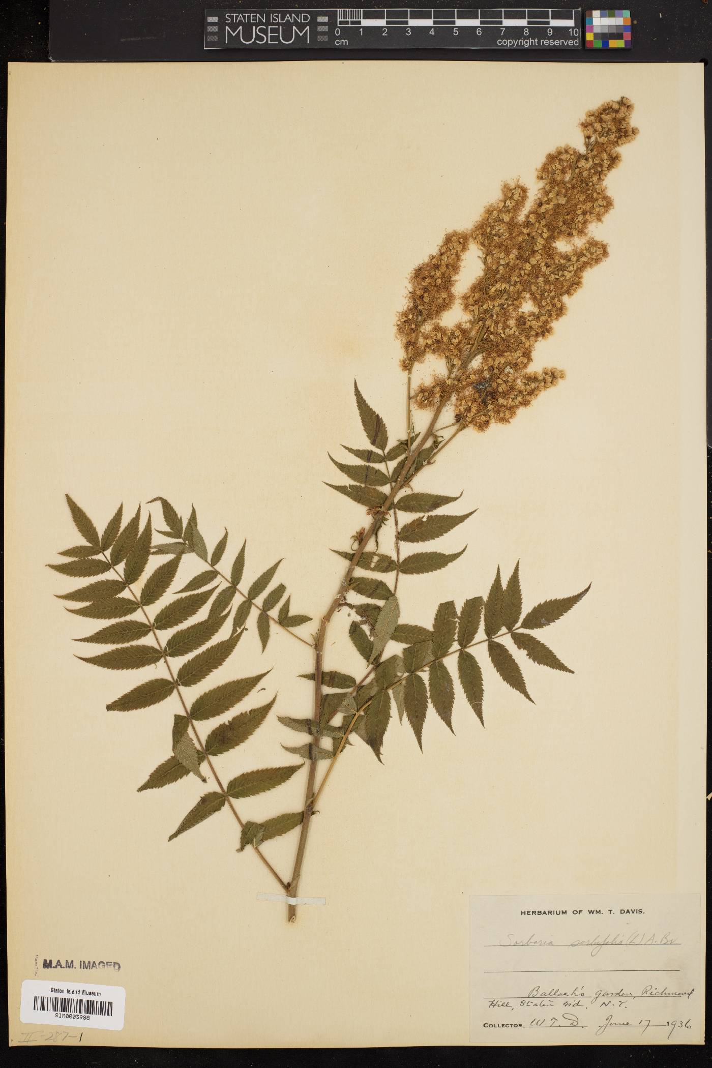 Sorbaria sorbifolia image