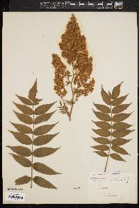 Sorbaria sorbifolia image