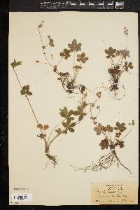 Potentilla canadensis image