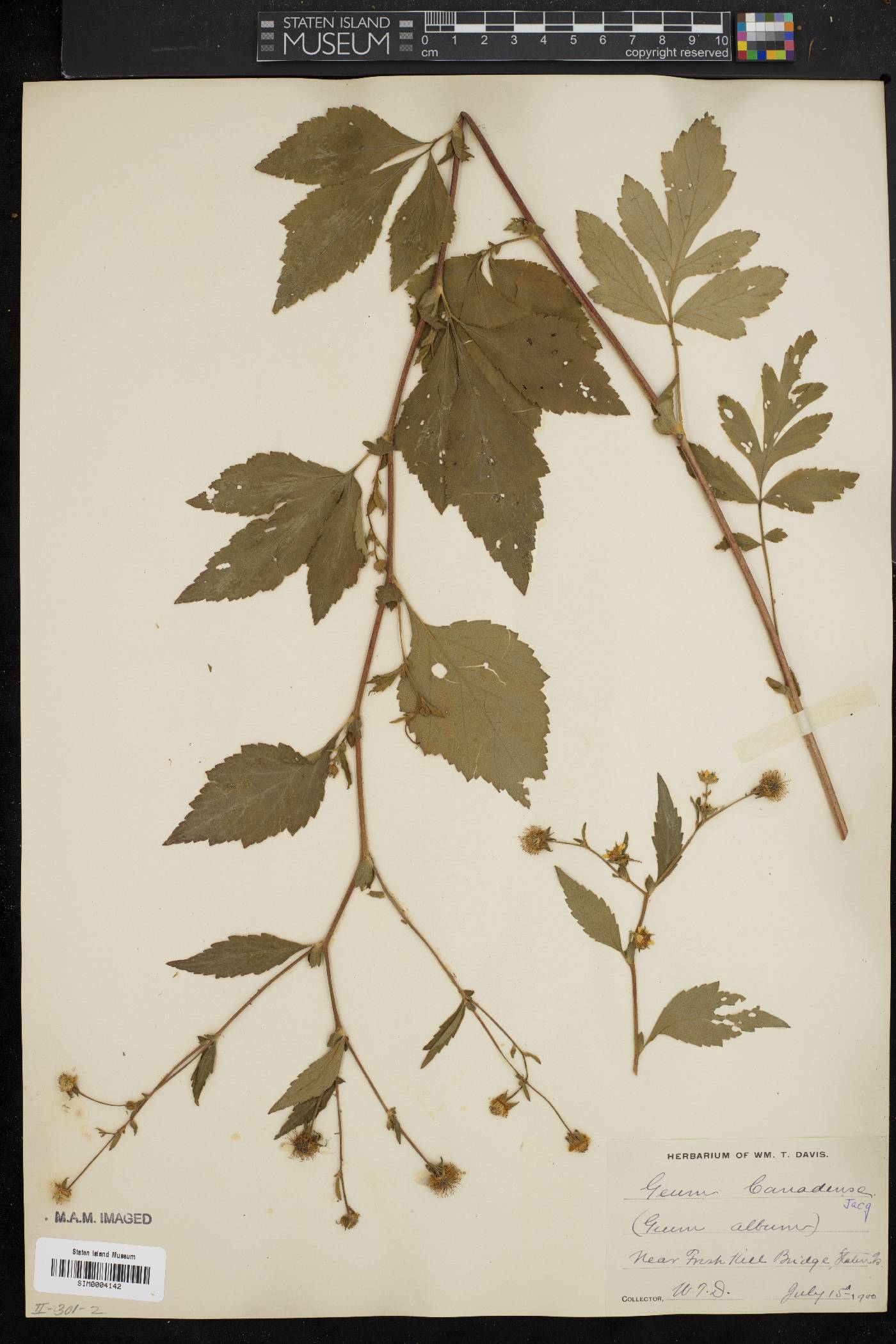 Geum album image