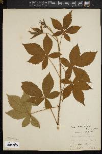 Rubus setosus image