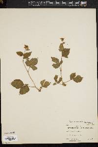 Rubus flagellaris image