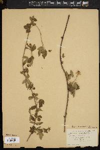 Rubus flagellaris image