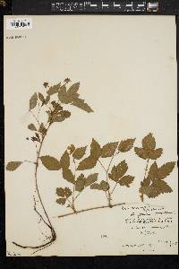 Rubus flagellaris image