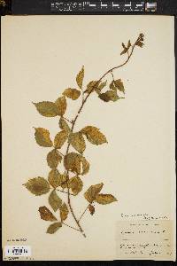 Rubus flagellaris image