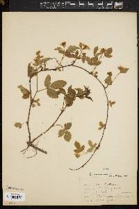 Rubus flagellaris image