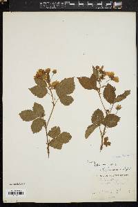 Rubus villosus image