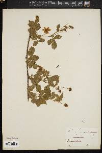 Rubus canadensis image