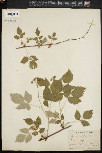 Rubus occidentalis image