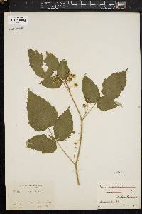 Rubus occidentalis image