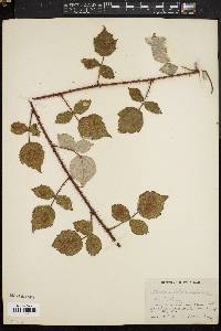 Rubus phoenicolasius image