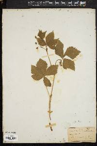 Rubus pubescens image