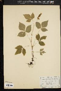 Rubus pubescens image