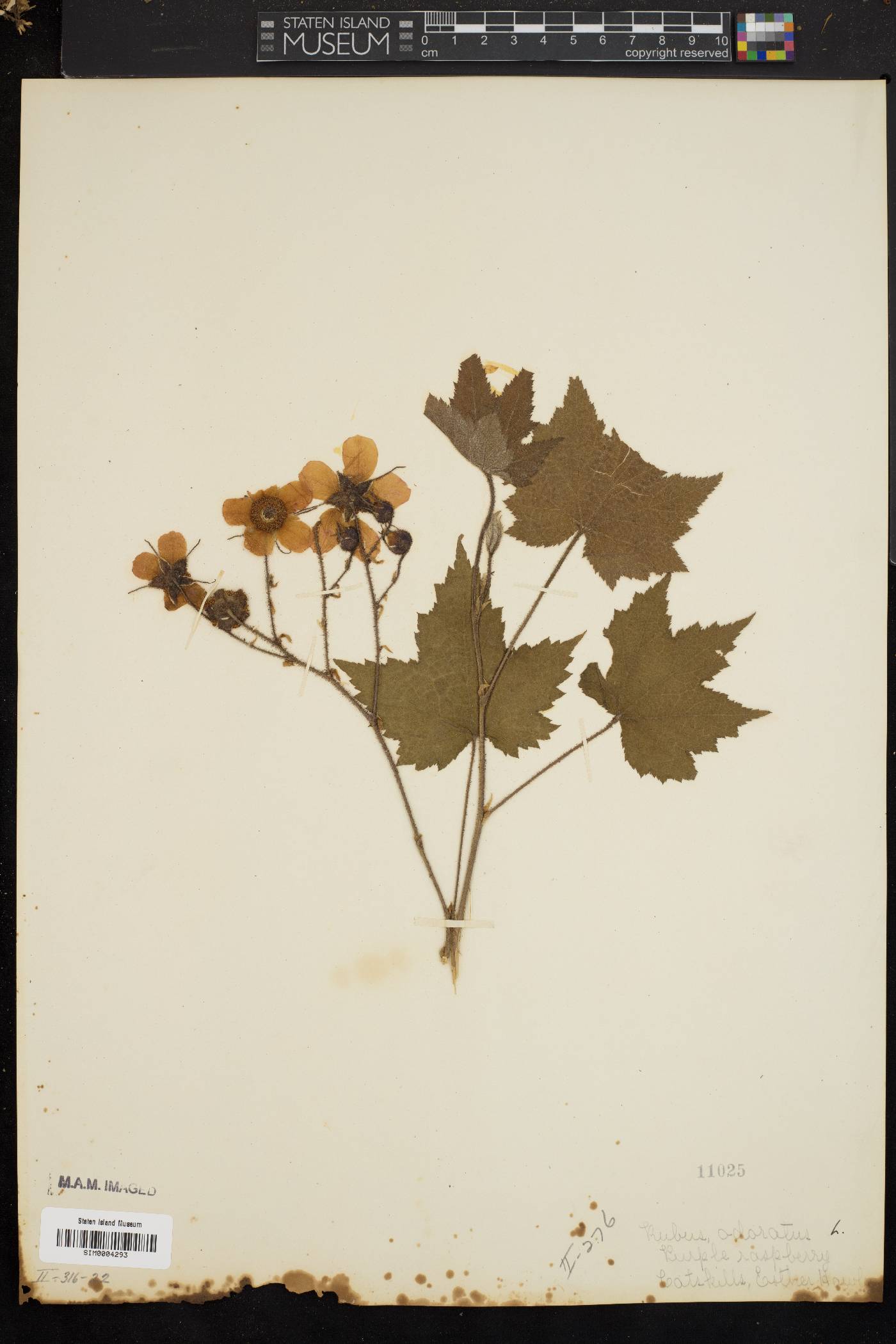 Rubus odoratus image