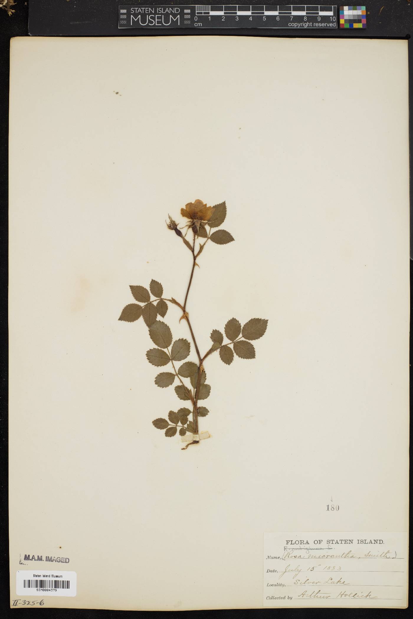 Rosa micrantha image