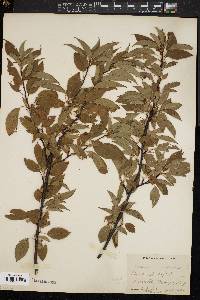 Prunus pensylvanica image