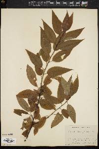 Prunus pensylvanica image