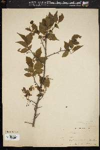 Prunus alleghaniensis image