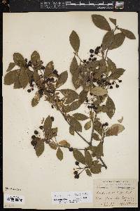 Aronia × prunifolia image