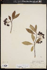 Aronia × prunifolia image