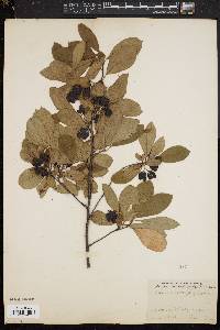 Aronia × prunifolia image