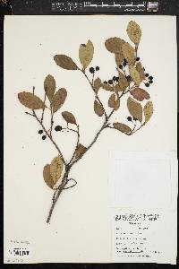 Aronia × prunifolia image