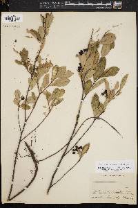 Aronia melanocarpa image