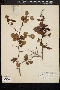 Crataegus calpodendron image