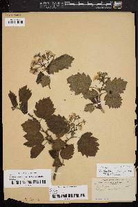 Crataegus mollis image