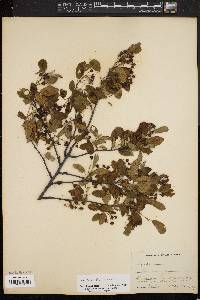 Amelanchier canadensis image