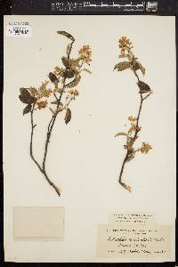 Amelanchier canadensis image