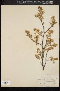 Amelanchier canadensis image