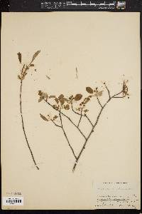 Amelanchier canadensis image