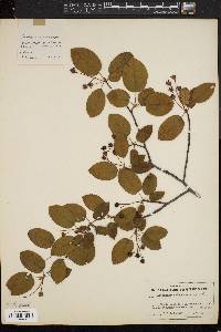 Amelanchier canadensis image