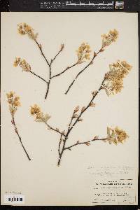 Amelanchier canadensis image