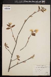 Amelanchier canadensis image