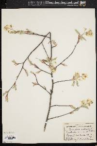 Amelanchier canadensis image