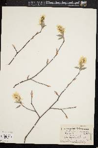 Amelanchier canadensis image