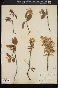 Amelanchier canadensis image